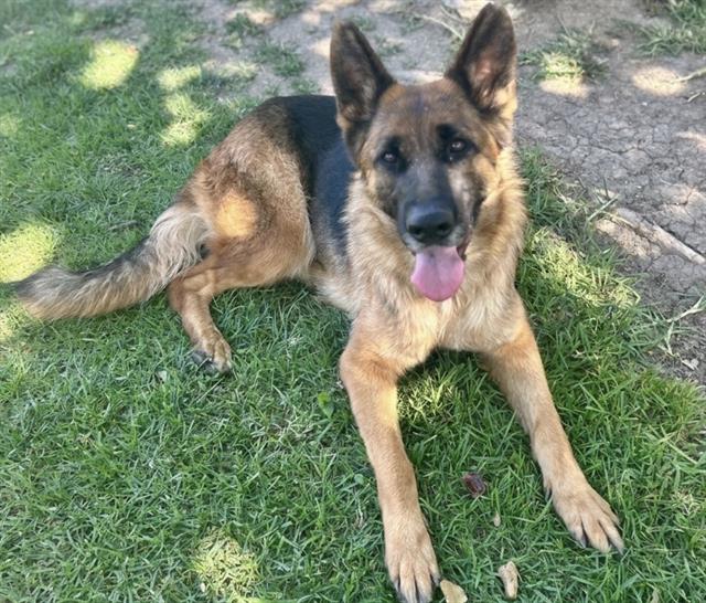 Adoptable pet photo