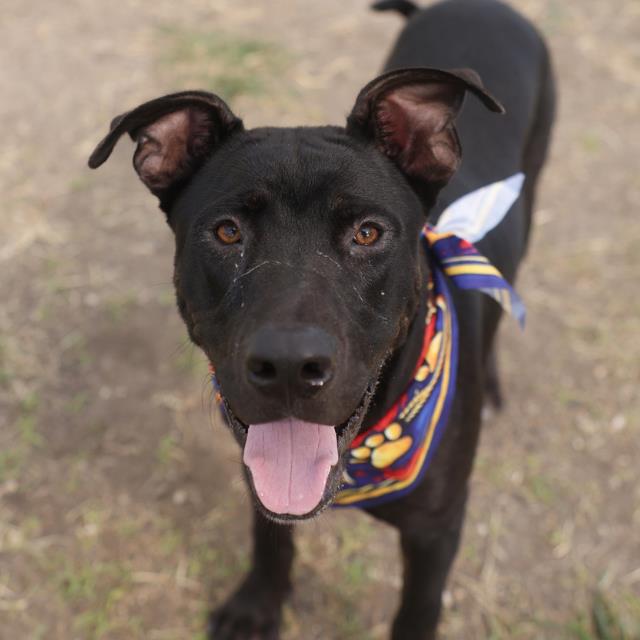 Adoptable pet photo