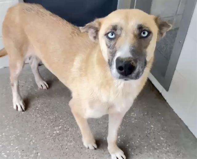 Adoptable pet photo