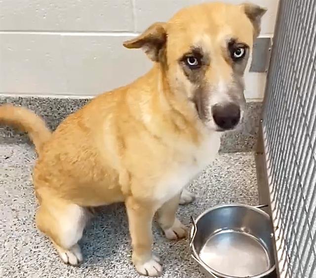 Husky (mix breed) available for adoption
