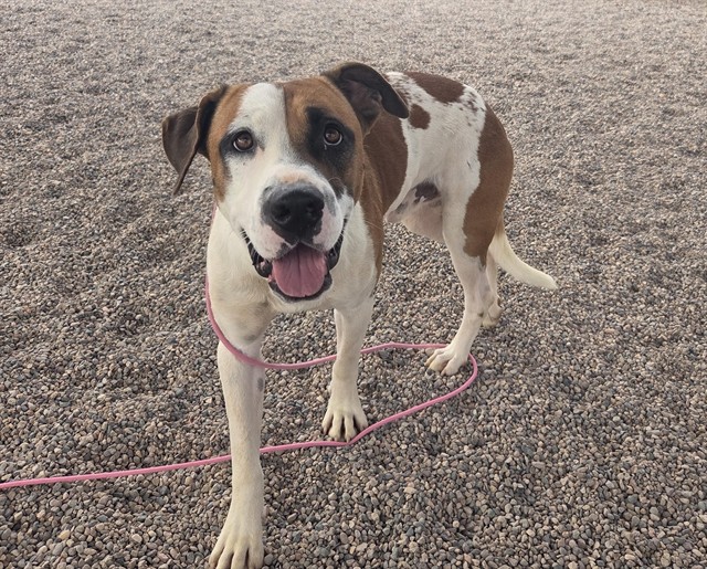 Adoptable pet photo