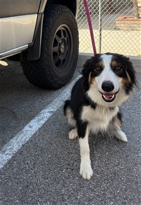 Adoptable pet photo