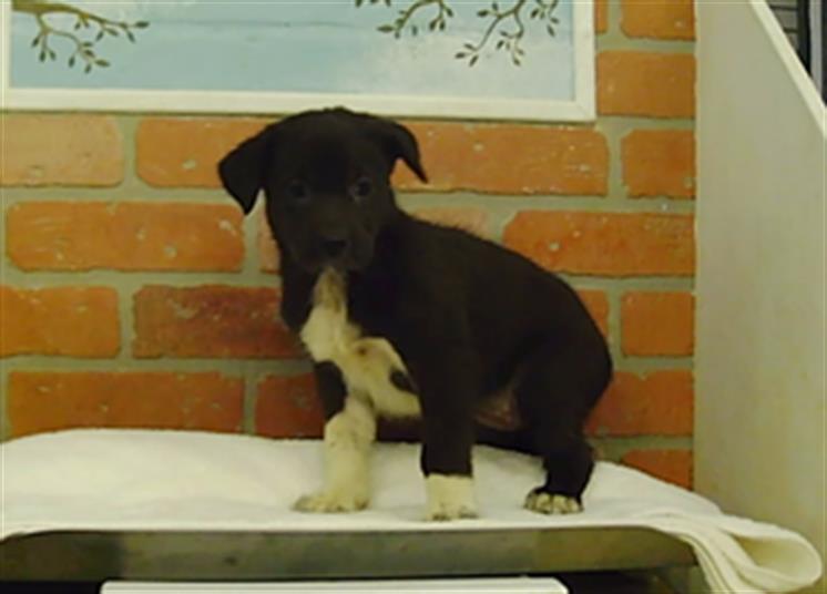 Adoptable pet photo