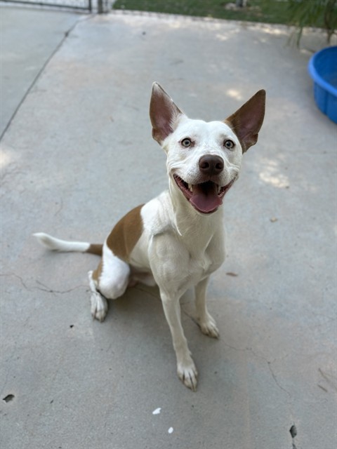 Ruger, a Pit Bull Terrier, available for adoption