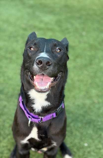Orzo, a Dutch Shepherd (mix breed), available for adoption