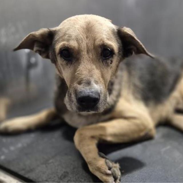 Koro, a Shepherd (mix breed), available for adoption