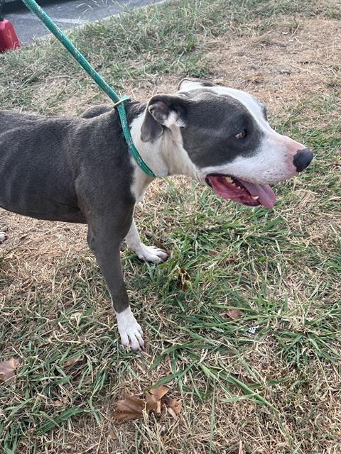 A479965, a American Staffordshire Terrier (mix breed), available for adoption