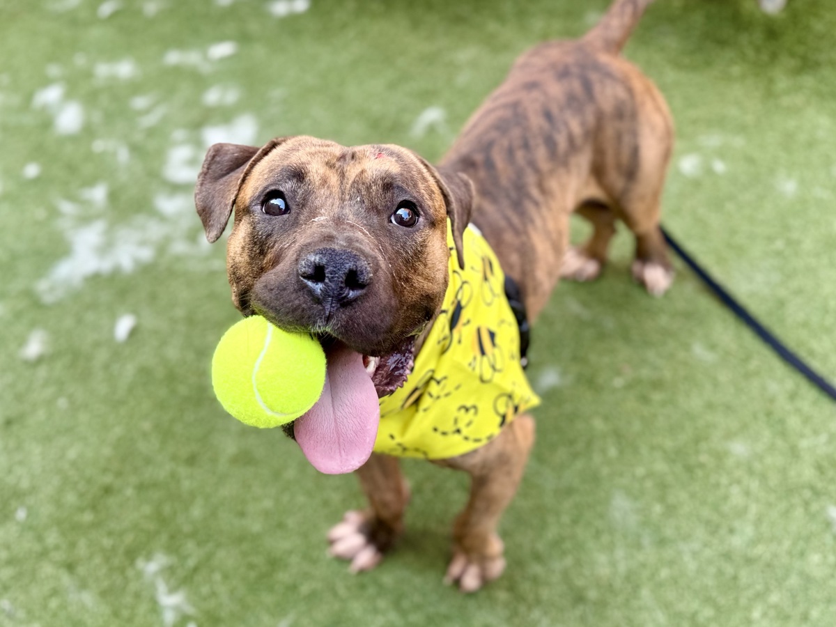Caprese, a Pit Bull Terrier, available for adoption