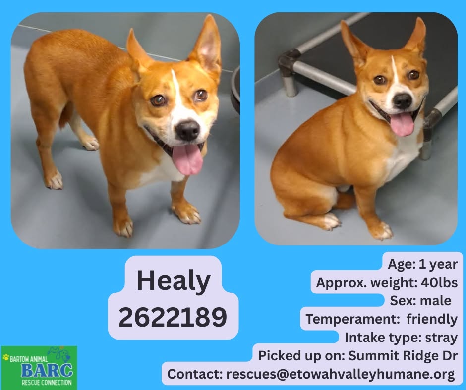 Healy, a Corgi (mix breed), available for adoption