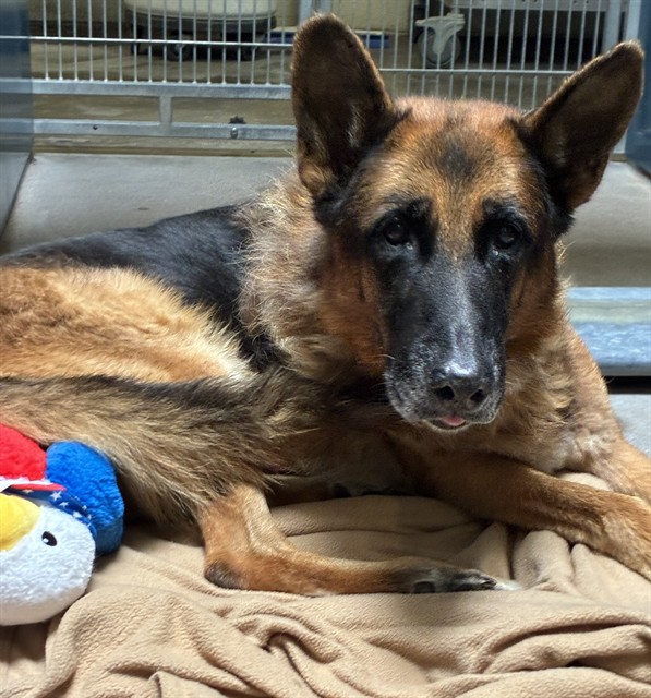 Zeus, a German Shepherd (mix breed), available for adoption