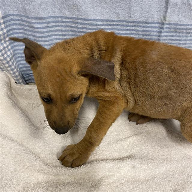 A614247, a Belgian Shepherd Malinois, available for adoption