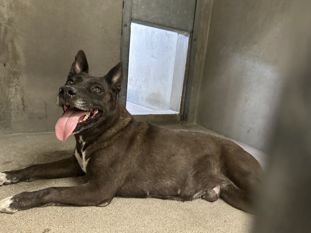 Velvet, a German Shepherd (mix breed), available for adoption