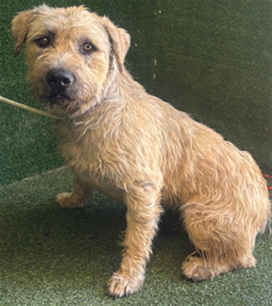 Clora, a Terrier, available for adoption