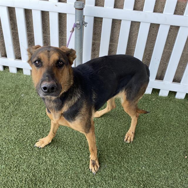 Rowan, a Doberman Pinscher, available for adoption
