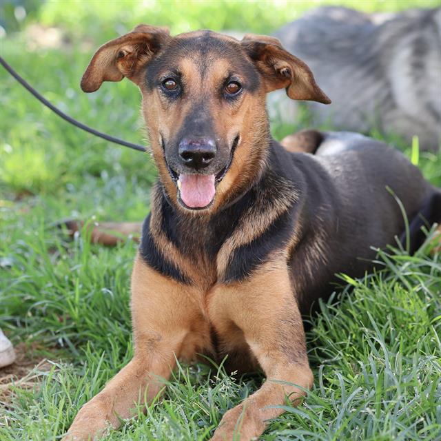 Rowan, a Doberman Pinscher, available for adoption