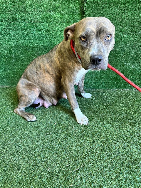 Storm, a Pit Bull Terrier, available for adoption