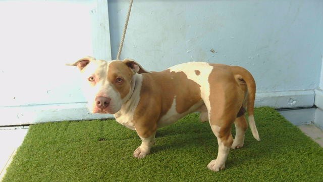 Chico, a Bullmastiff, available for adoption