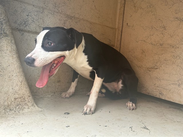 A480595, a Pit Bull Terrier (mix breed), available for adoption