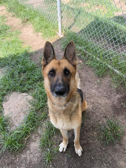 Pony Boy, a German Shepherd (mix breed), available for adoption