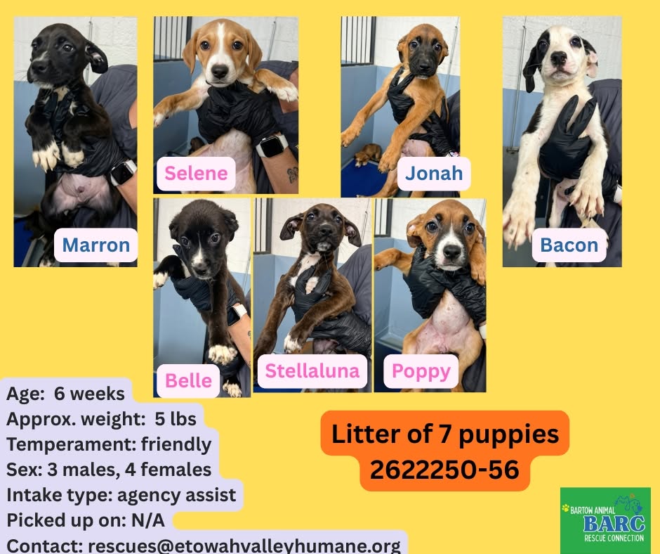 Puppies, a Retriever, available for adoption