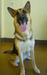 Gwyneth, a German Shepherd, available for adoption