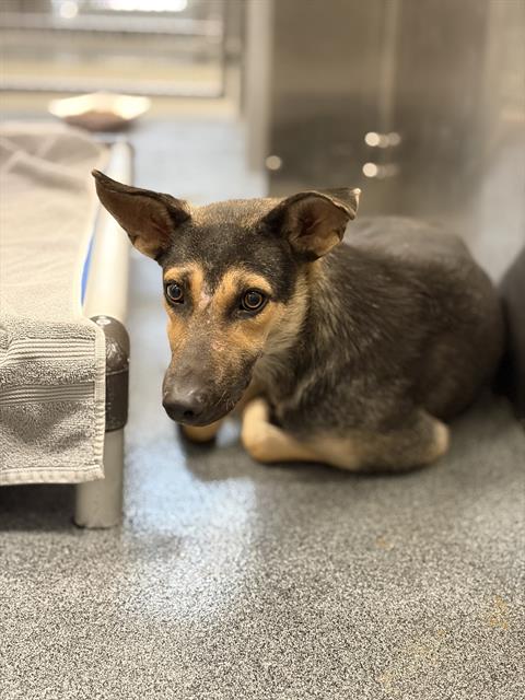 Boxie, a Shepherd (mix breed), available for adoption
