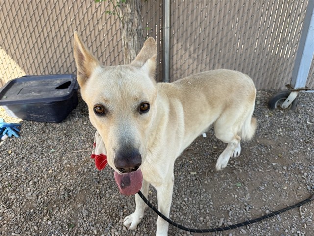 Nugget, a German Shepherd (mix breed), available for adoption