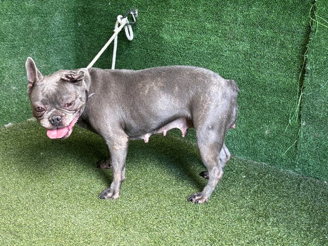 Britt, a French Bulldog, available for adoption