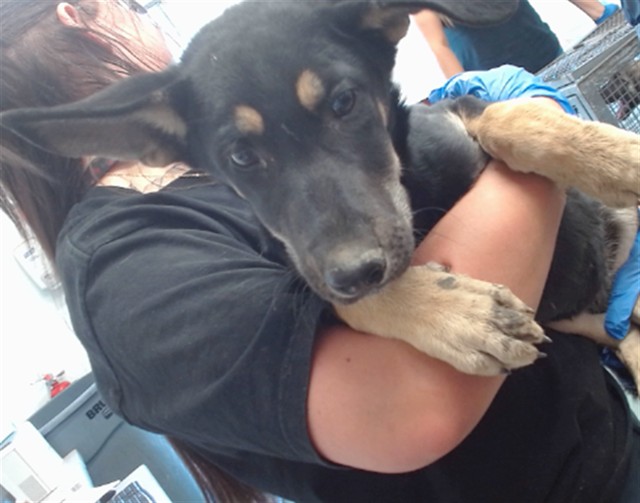 Carly, a Shepherd, available for adoption