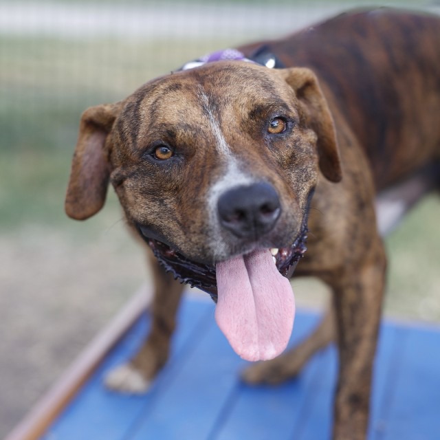 Nino, a American Staffordshire Terrier (mix breed), available for adoption