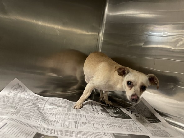 Seppy, a Chihuahua, available for adoption