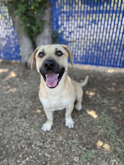 Neville Longbottom, a Pit Bull Terrier (mix breed), available for adoption
