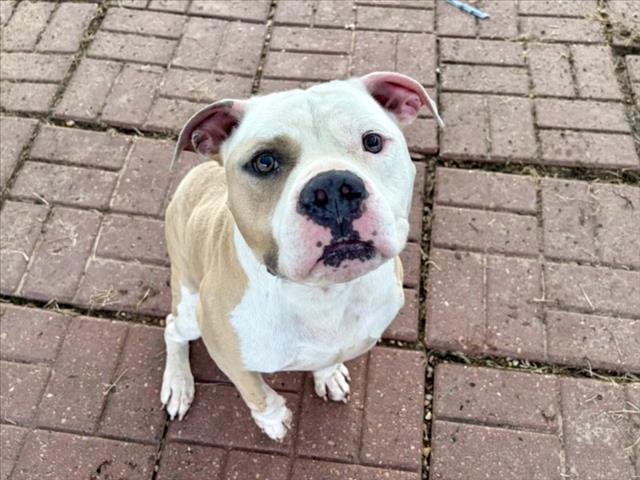 Rex, a Staffordshire Bull Terrier (mix breed), available for adoption