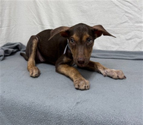 Sarah, a German Shepherd, available for adoption