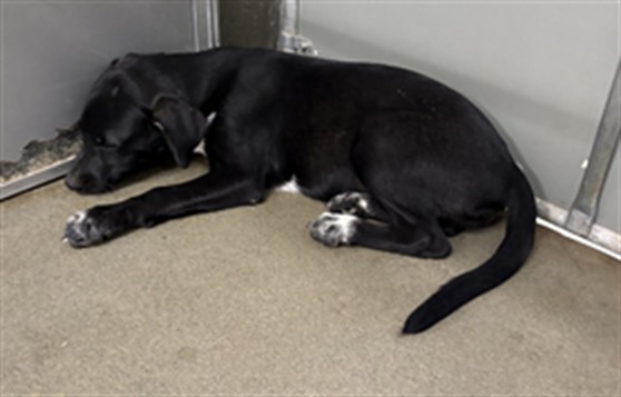 A035169, a Retriever (mix breed), available for adoption