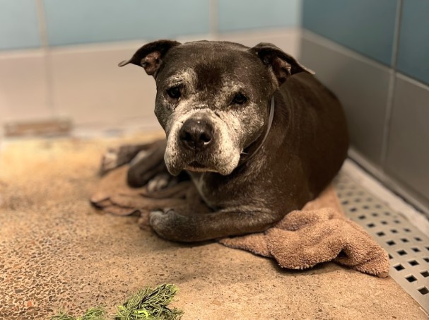 Paloma, a Staffordshire Bull Terrier (mix breed), available for adoption