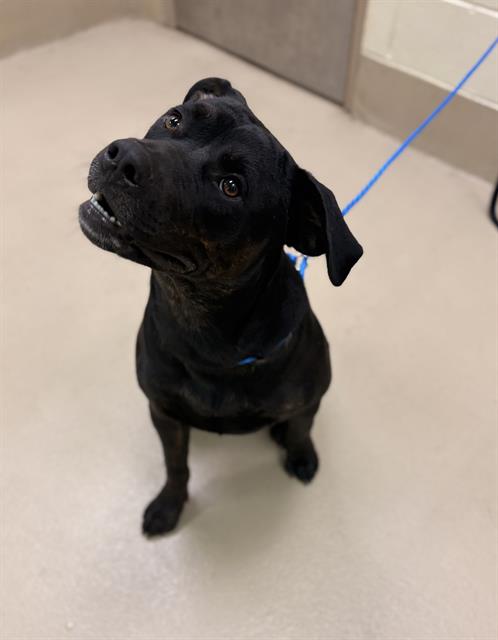 Moe, a Pit Bull Terrier (mix breed), available for adoption