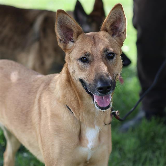 Bia, a Belgian Shepherd Malinois, available for adoption