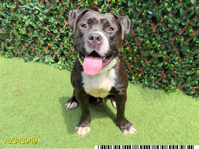 Moon, a American Staffordshire Terrier, available for adoption