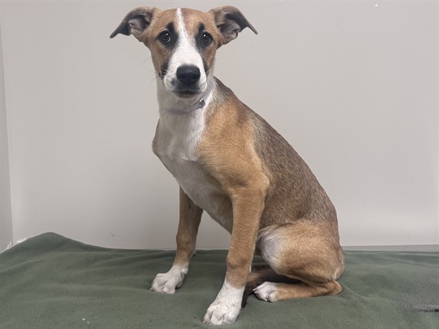Violet, a Bullmastiff, available for adoption
