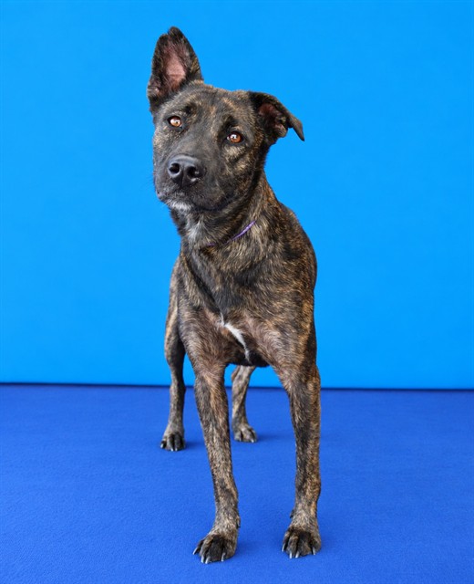 Phenoix, a Dutch Shepherd, available for adoption