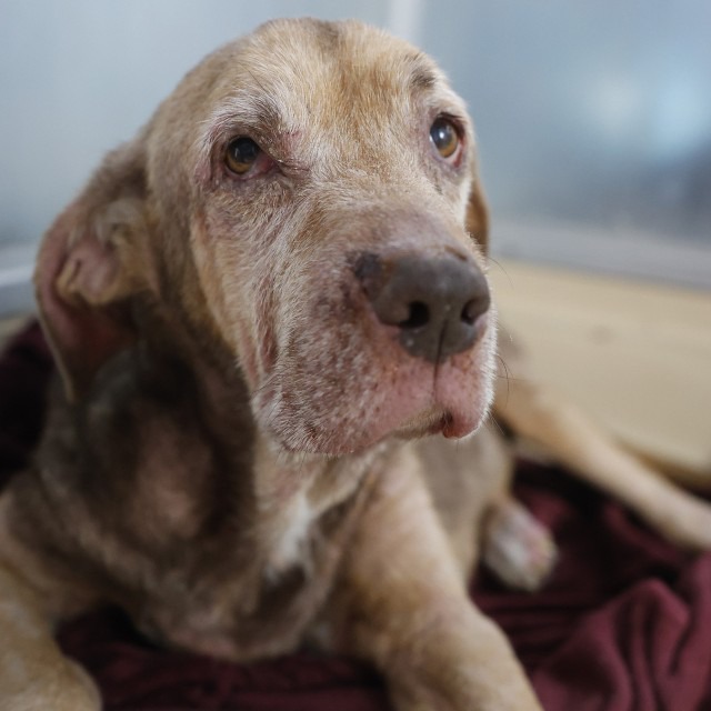 Oakley, a Hound (mix breed), available for adoption