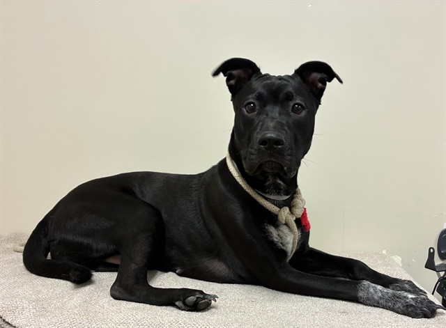 Darling, a Bullmastiff, available for adoption
