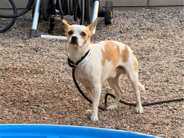 Calloway, a Chihuahua (mix breed), available for adoption