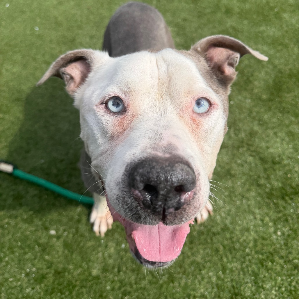 Jordan Sparks, a Pit Bull Terrier, available for adoption