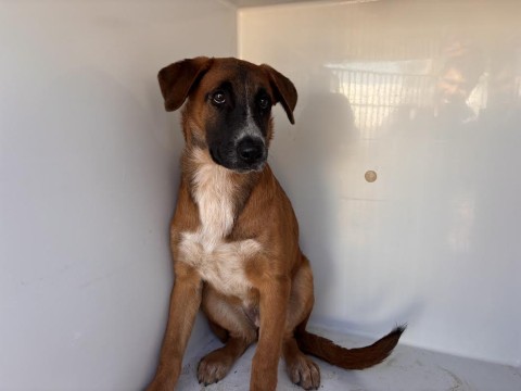 Kona, a Cattle Dog (mix breed), available for adoption