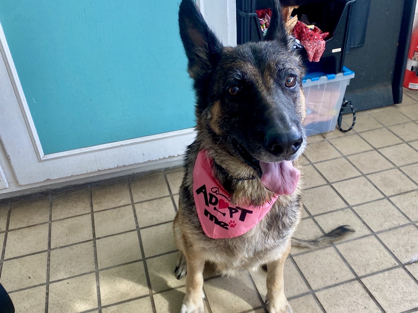 A5805128, a German Shepherd, available for adoption