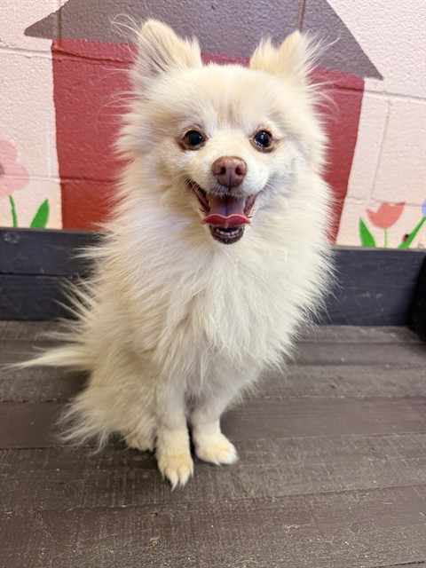 Fritz, a Pomeranian, available for adoption