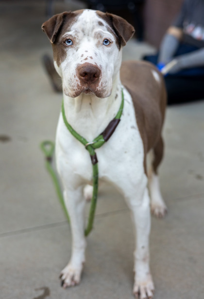Frysauce, a American Staffordshire Terrier (mix breed), available for adoption