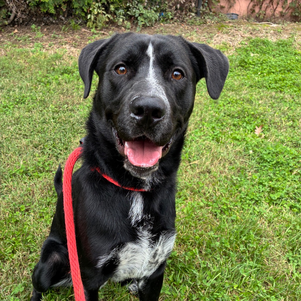 Taranis, a Labrador Retriever (mix breed), available for adoption